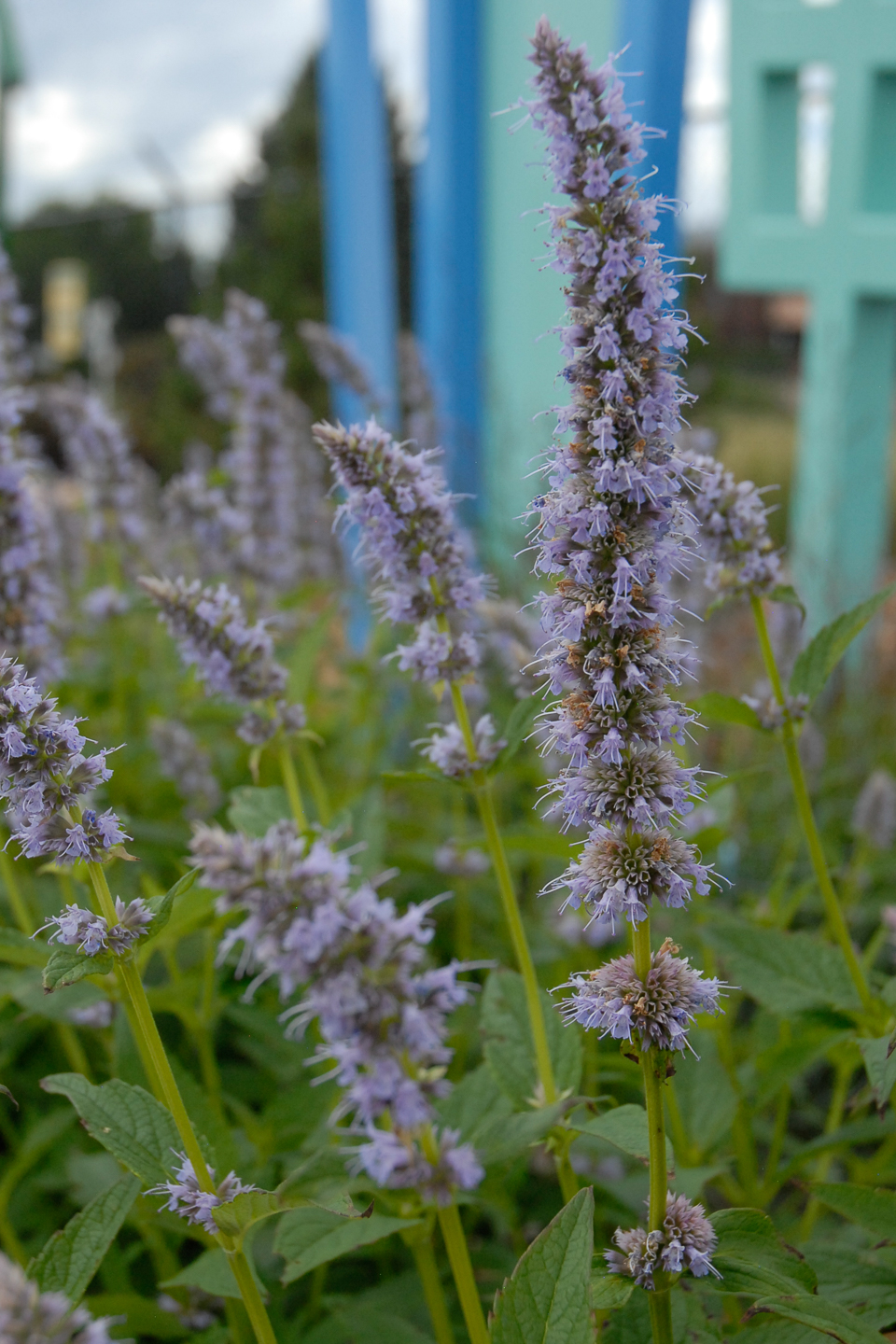 Blue Fortune Hyssop